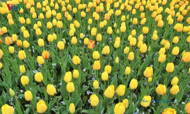 Hoa Tulip Hà Lan khoe sắc rực rỡ khi xuân về - Ảnh 9.