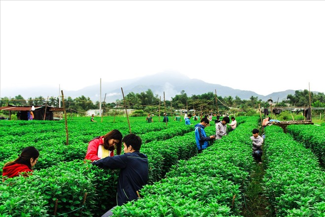 Sinh viên kiếm thêm thu nhập bằng nghề chăm sóc hoa Tết - Ảnh 9.