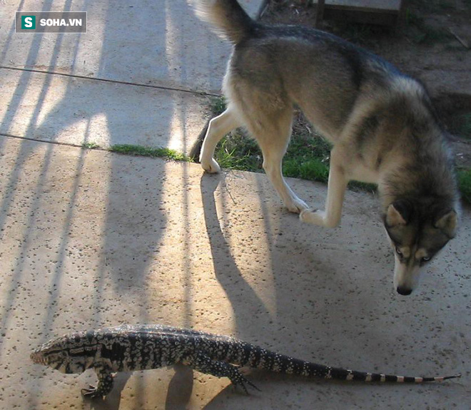 Chó hoảng hốt vì đụng phải quái vật có vẻ ngoài lầm lì, chậm chạp - Ảnh 1.