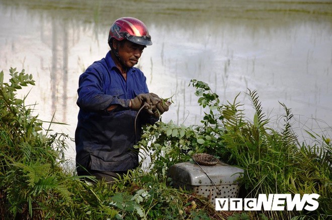 Ảnh: Theo chân nông dân Hải Phòng đi bắt chuột đồng mùa lúa chín - Ảnh 19.