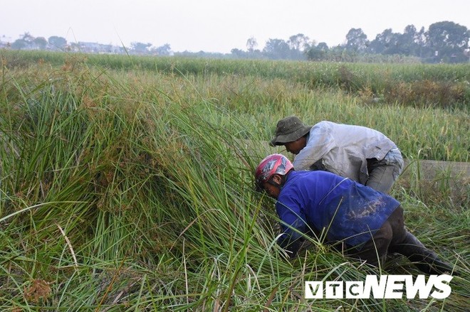 Ảnh: Theo chân nông dân Hải Phòng đi bắt chuột đồng mùa lúa chín - Ảnh 3.