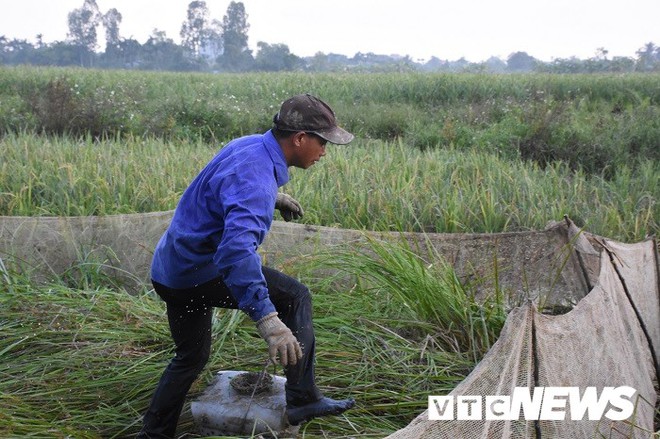 Ảnh: Theo chân nông dân Hải Phòng đi bắt chuột đồng mùa lúa chín - Ảnh 5.