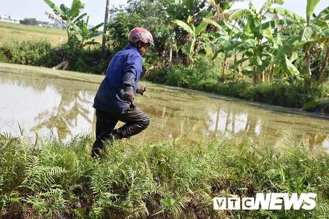 Ảnh: Theo chân nông dân Hải Phòng đi bắt chuột đồng mùa lúa chín - Ảnh 6.