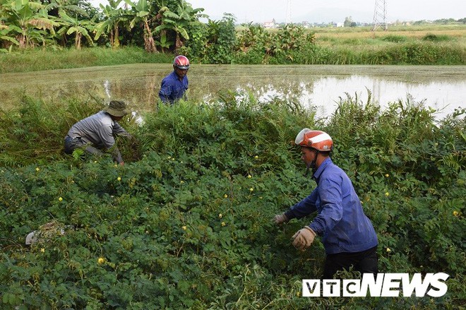 Ảnh: Theo chân nông dân Hải Phòng đi bắt chuột đồng mùa lúa chín - Ảnh 10.