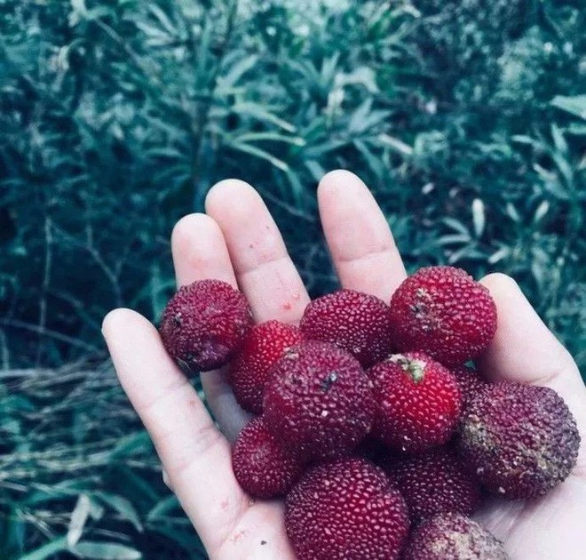 Cô gái trẻ sống những ngày an yên trong ngôi nhà thuê cùng khu vườn đủ loại rau trái - Ảnh 19.