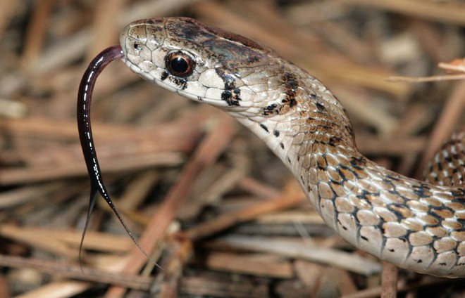 Giải mã bí ẩn: Chiếc lưỡi xẻ làm đôi của loài rắn đáng sợ nhất hành tinh - Ảnh 2.
