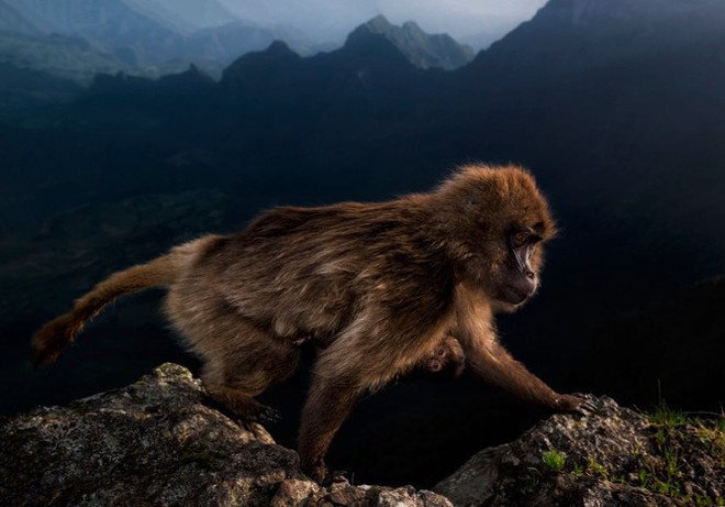 15 bức ảnh động vật hoang dã đẹp nhất năm 2019 - Ảnh 14.