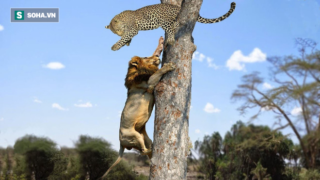 Hết sư tử cái lại đến sư tử đực leo lên cây hỏi thăm, con báo có bảo vệ được bữa ăn? - Ảnh 1.