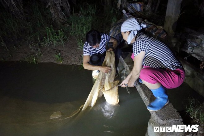 Ảnh: Nông dân Hải Dương chong đèn thu hoạch rươi đầu mùa, thu 50 triệu đồng mỗi đêm - Ảnh 6.