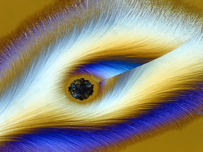 Cùng chiêm ngưỡng các hình ảnh kỳ diệu về thế giới vi sinh vật qua cuộc thi Nikon Small World - Ảnh 17.