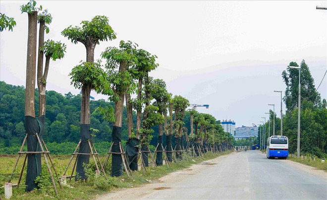 Hàng hoa sữa chuyển từ hồ Tây lên bãi rác Nam Sơn thay đổi khác lạ - Ảnh 8.