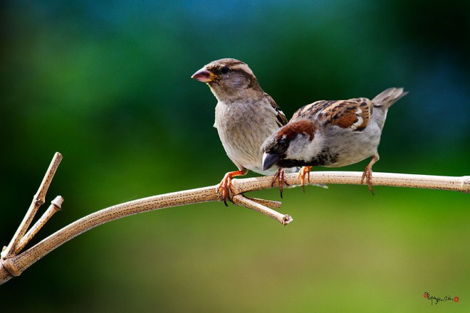 Loài vật chung thủy hiếm hoi của tự nhiên thường chọn vợ kén chồng như thế nào? - Ảnh 3.