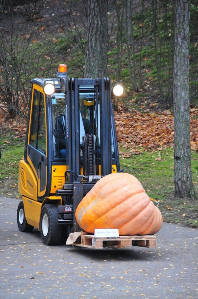 Những quả bí ngô siêu to khổng lồ nhân ngày Halloween tại Latvia - Ảnh 1.