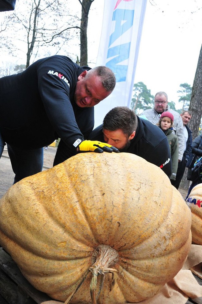 Những quả bí ngô siêu to khổng lồ nhân ngày Halloween tại Latvia - Ảnh 2.