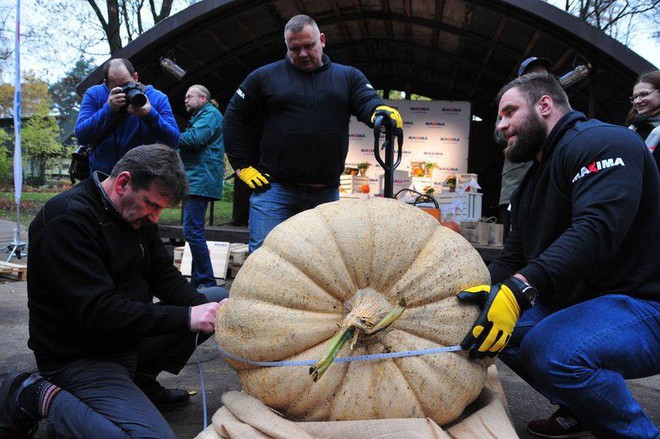 Những quả bí ngô siêu to khổng lồ nhân ngày Halloween tại Latvia - Ảnh 3.