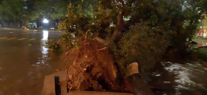Bão đổ bộ trong đêm, cây ngã đổ la liệt, nhiều địa phương ở Phú Yên, Bình Định mất điện - Ảnh 8.