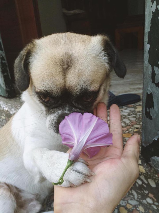 Quá đau buồn vì chó cưng bỏ đi, thanh niên xăm hình lên vai và điều bất ngờ đã xuất hiện vào ngày thứ 3 - Ảnh 3.