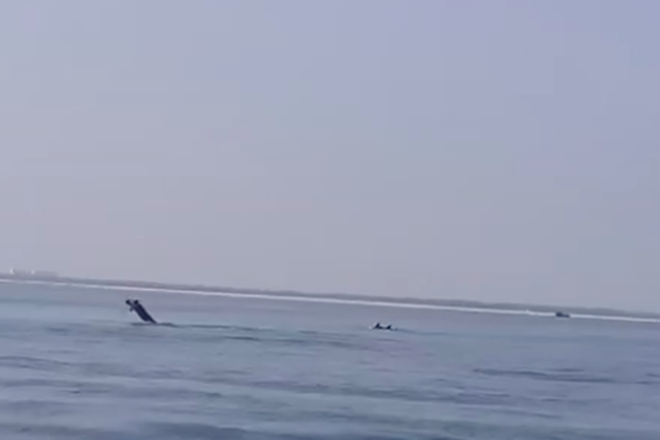 Cá heo xuất hiện ở bờ biển Hội An là tín hiệu đáng mừng - Ảnh 3.