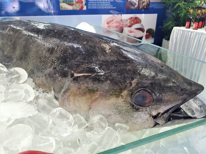 Cá ngừ đại dương nặng 30kg, thủy quái dài cả mét gây sốt tại chợ hải sản Hà Nội  - Ảnh 2.