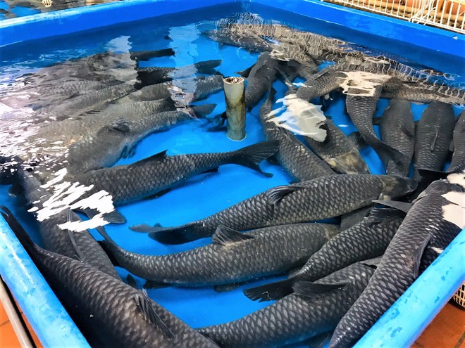 Cá ngừ đại dương nặng 30kg, thủy quái dài cả mét gây sốt tại chợ hải sản Hà Nội  - Ảnh 4.