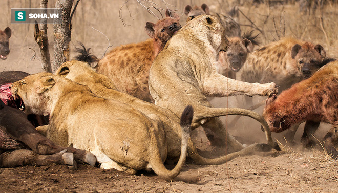Liên minh 4 sư tử đực hùng mạnh cũng cúp đuôi tháo chạy vì bị bầy linh cẩu tấn công - Ảnh 1.