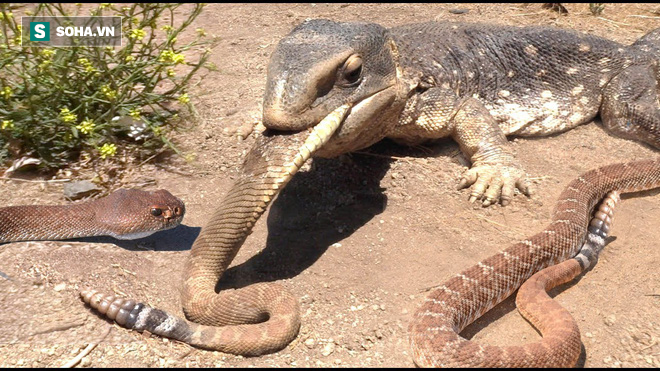 Độc như rắn đuôi chuông cũng tắt điện khi đụng phải loài vật này - Ảnh 1.
