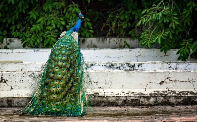 Dính bẫy của thợ săn, con sói thoát ra theo cách không ai ngờ: Gợi ý đáng ngẫm cho tất cả chúng ta - Ảnh 1.