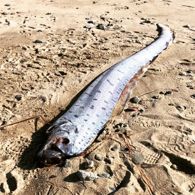 Thế giới động vật: Kinh hoàng rắn cực độc nhai sống đồng loại; sứ giả của biển xuất hiện cảnh báo sóng thần - Ảnh 2.