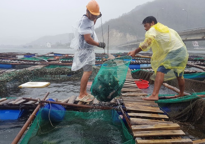 Người dân chạy đua với bão Nakri, vớt tôm cá trước giờ bão đổ bộ - Ảnh 3.