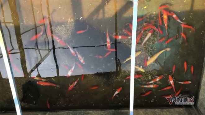 Cảnh dỡ bảo bối Nhật làm sạch sông Tô Lịch, rút cá koi về hồ Tây - Ảnh 7.