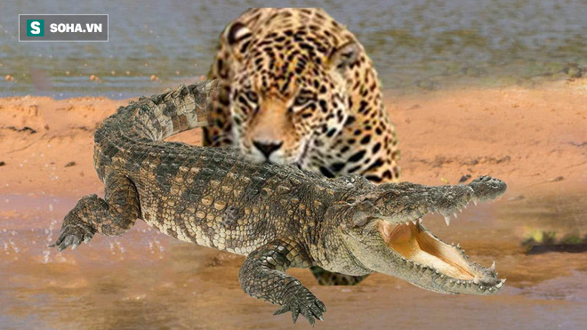 Hai con báo hoa mai toan cướp thức ăn của cá sấu: Chúng giật mình khi kẻ thù lộ toàn thân - Ảnh 1.