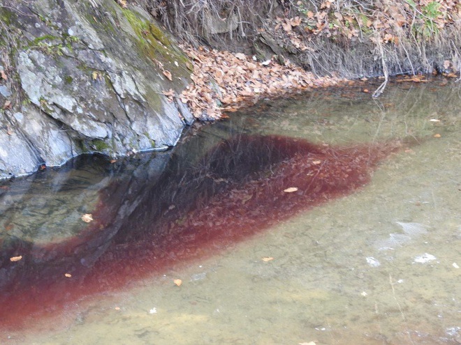 Biên giới Hàn-Triều: Máu nhuộm đỏ sông vì tiêu hủy lợn, dân cư không chịu nổi mùi hôi thối nồng nặc - Ảnh 1.