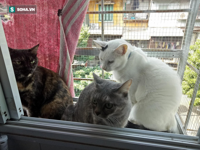 Người phụ nữ sống cùng hơn 40 con mèo bị bỏ rơi ở Hà Nội: Nhiều người bảo tôi là dở hơi đấy - Ảnh 1.