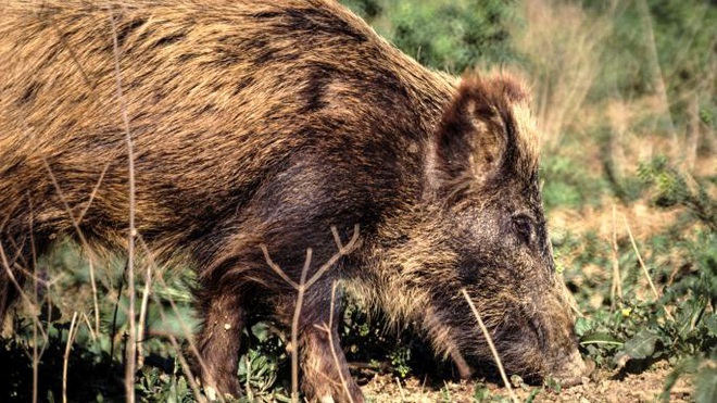 Tội phạm nổi điên khi bị lợn rừng cày xới nửa tỷ ma túy chôn sâu trong rừng - Ảnh 1.
