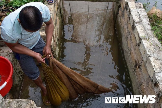 Ảnh: Về Hải Phòng xem nông dân săn lộc trời, kiếm hàng chục triệu đồng mỗi ngày - Ảnh 2.