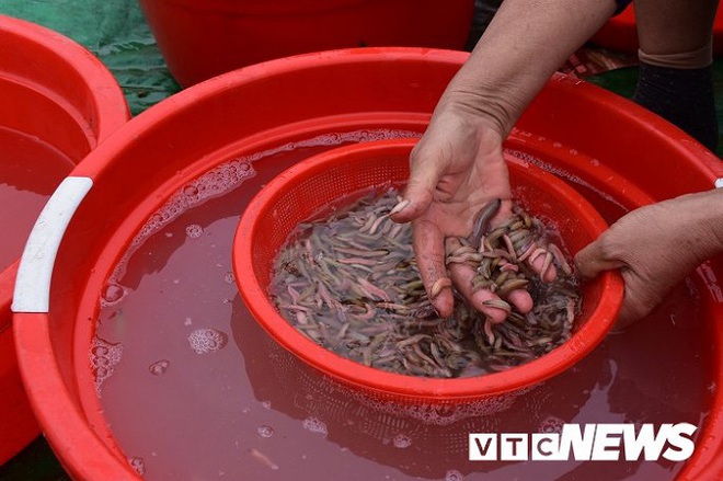 Ảnh: Về Hải Phòng xem nông dân săn lộc trời, kiếm hàng chục triệu đồng mỗi ngày - Ảnh 6.