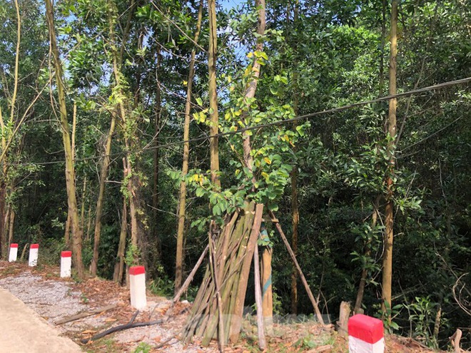 Kỳ lạ, hàng cây tiền tỷ tự mọc trong khuôn viên dự án ở Quảng Ninh - Ảnh 4.