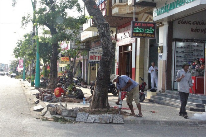 Vì sao hàng loạt cây xanh trên đường phố Đông Hà bị đốn hạ? - Ảnh 2.