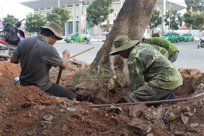 Vì sao hàng loạt cây xanh trên đường phố Đông Hà bị đốn hạ? - Ảnh 4.