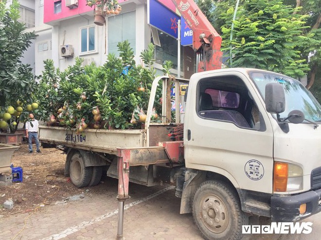 Đào Tết, bưởi cảnh xuống phố sớm, khách Hà Nội thích thú hỏi mua - Ảnh 7.