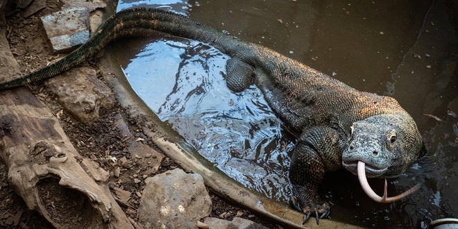 Giải mã bí ẩn: “Vũ khí” nào biến rồng Komodo thành sát thủ săn mồi? - Ảnh 1.