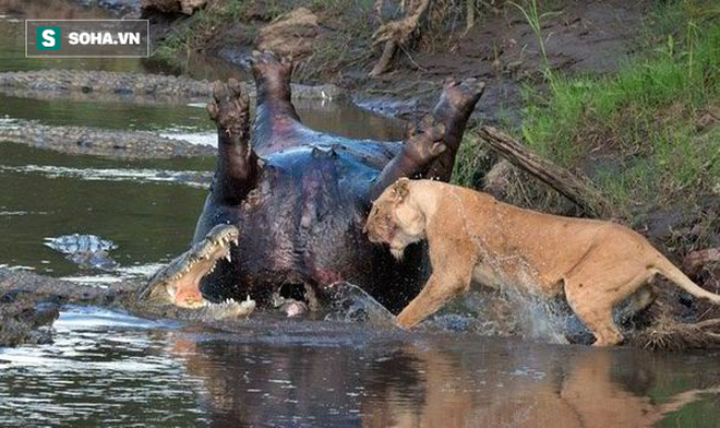 Sư tử dạy dỗ cá sấu vì định ngồi chung mâm và định ăn cướp bữa ăn của nó - Ảnh 1.