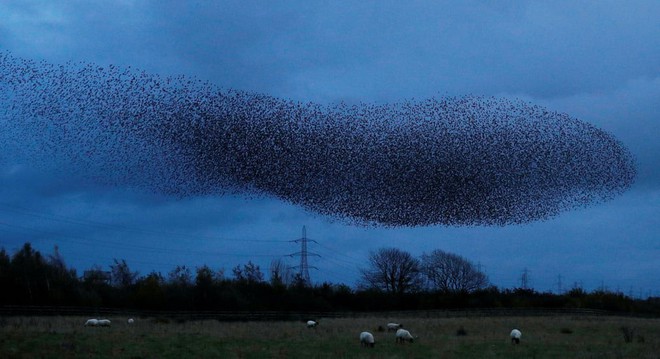 24h qua ảnh: Chim sáo đá bay kín bầu trời ở Scotland - Ảnh 11.