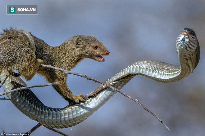 Chẳng ngán cả Mamba đen nhưng cầy Mangut lại sợ loài rắn độc bậc nhất châu Phi này - Ảnh 1.