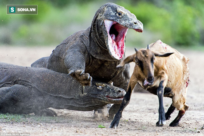 Dê dũng mãnh phản kích khiến rồng komodo tháo chạy đi gọi đồng bọn: Liệu có kỳ tích? - Ảnh 1.