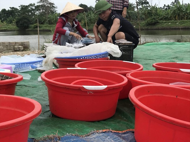 Nghề săn lộc trời kiếm hàng chục triệu mỗi ngày ở Hải Phòng - Ảnh 6.