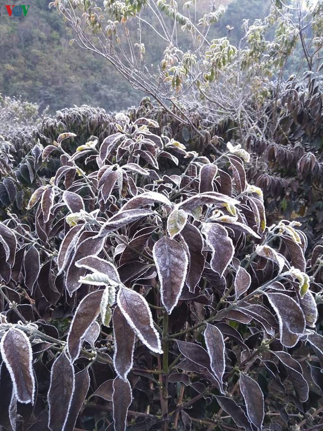 Xót xa cây cà phê chết vì sương muối, nông dân Sơn La trắng tay - Ảnh 2.