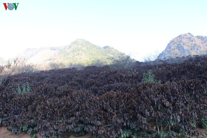 Xót xa cây cà phê chết vì sương muối, nông dân Sơn La trắng tay - Ảnh 3.