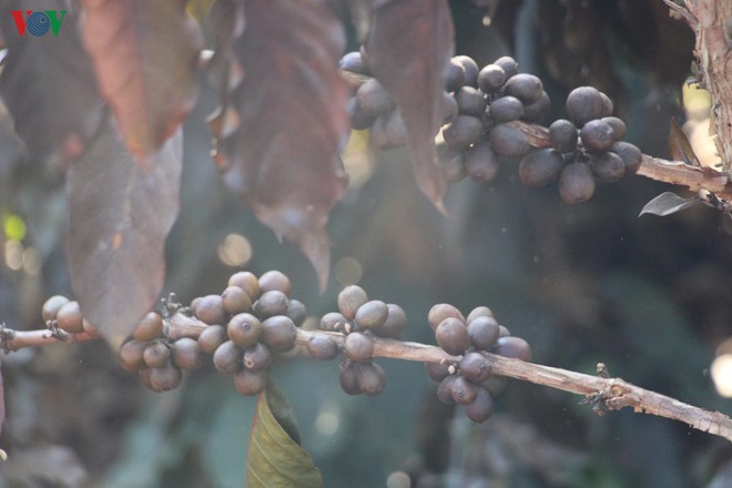 Xót xa cây cà phê chết vì sương muối, nông dân Sơn La trắng tay - Ảnh 7.