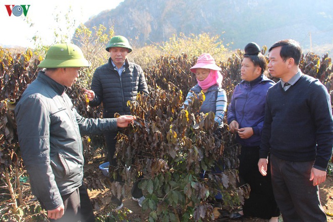Xót xa cây cà phê chết vì sương muối, nông dân Sơn La trắng tay - Ảnh 9.